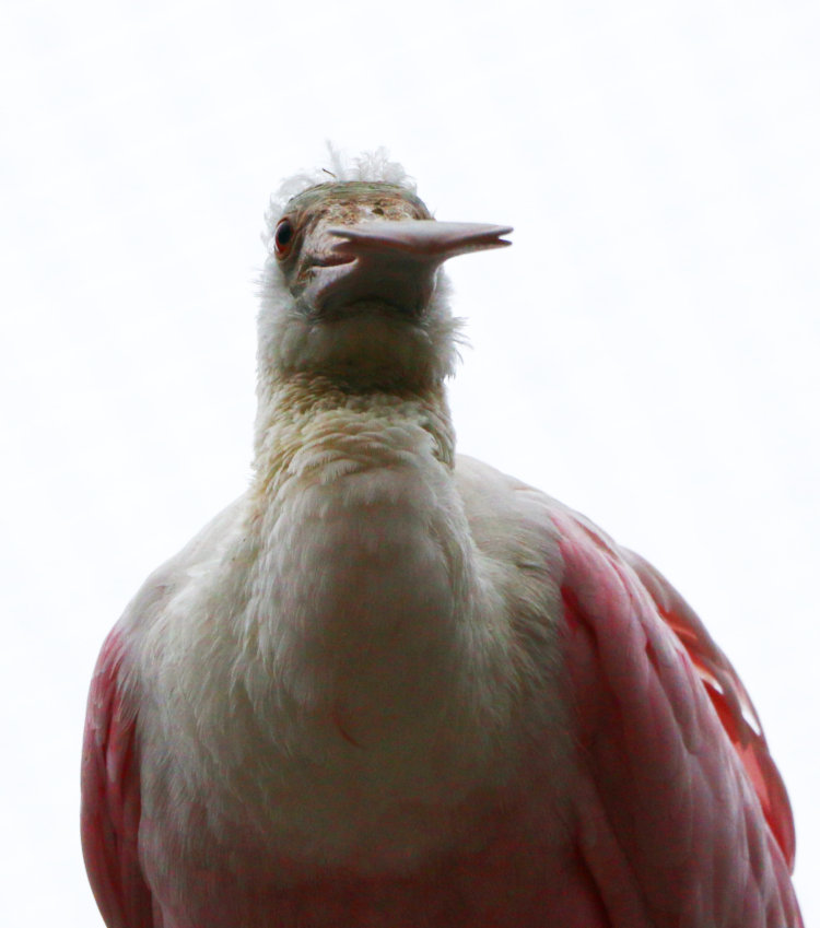 looking straight up the beak of a roseate spoonbill Platalea ajaja at Sylvan Heights Bird Park