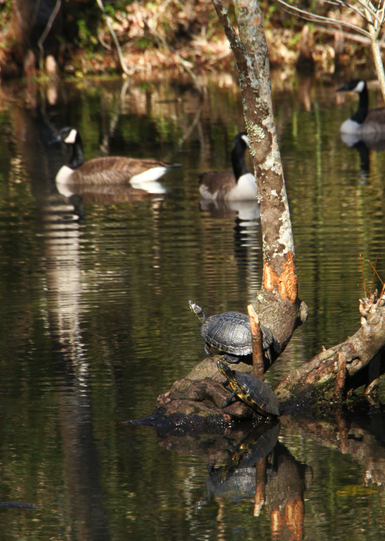 pair of yellow-bellied sliders Trachemys scripta scripta on Turtle Island with trio of Canade geese Branta canadensis in background