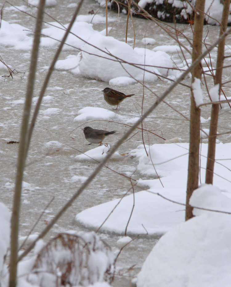 Carolina wren Thryothorus ludovicianus and dark-eyed junco Junco hyemalis checking out frozen The Puddle in the backyard