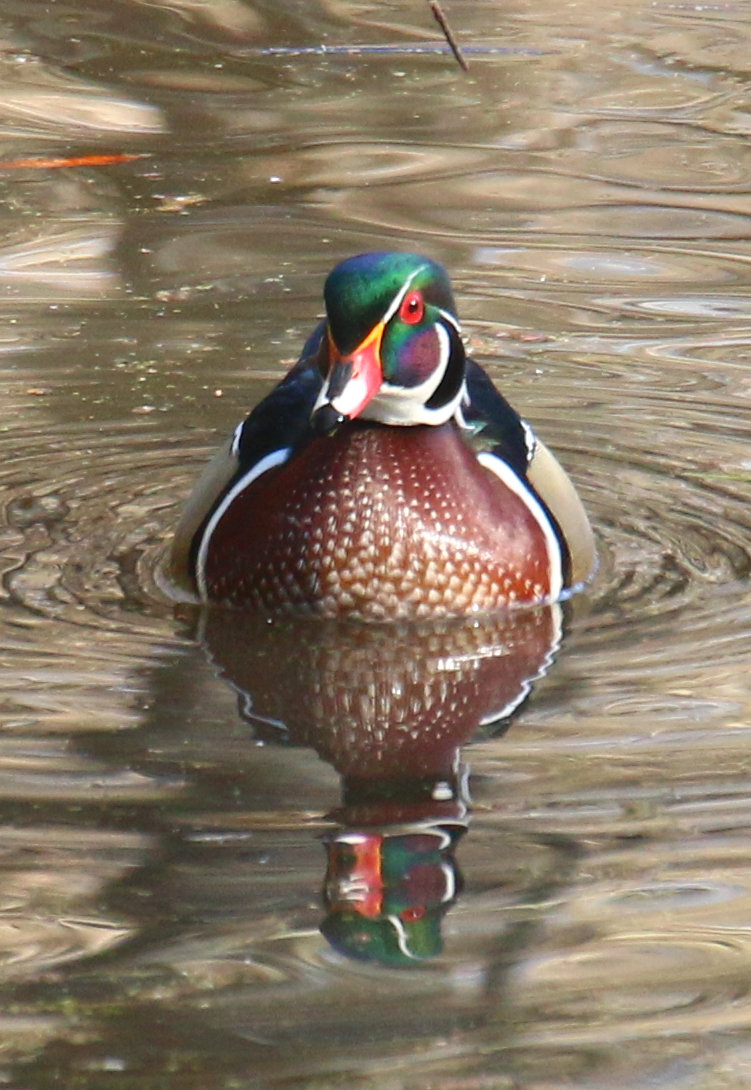 male wood duck Aix sponsa head-on in bright sunlight