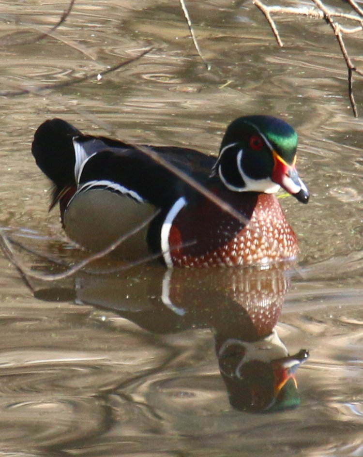 male wood duck Aix sponsa in bright sunlight with own reflection in water