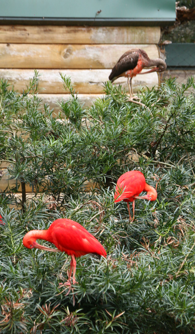 two adult and one juvenile scarlet ibis Eudocimus ruber preening identically at Sylvan Heights Bird Park