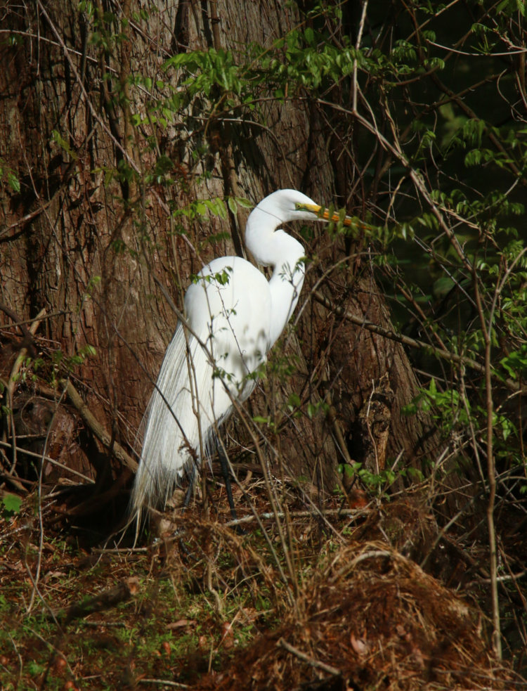 great egret Ardea alba standing on edge of The Bay