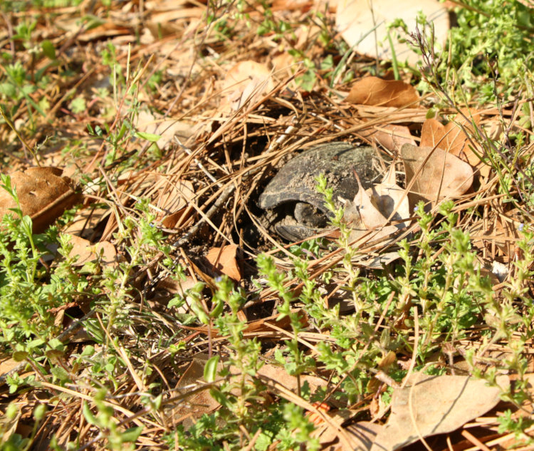 likely eastern mud turtle Kinosternon subrubrum appearing to be laying eggs in shallow burrow