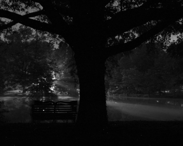 streetlight shining through trees and faint haze over silhouetted tree and bench
