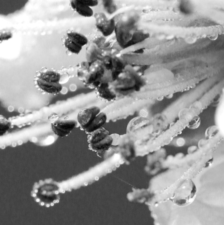 wet almond blossom in monochrome, Blue channel only