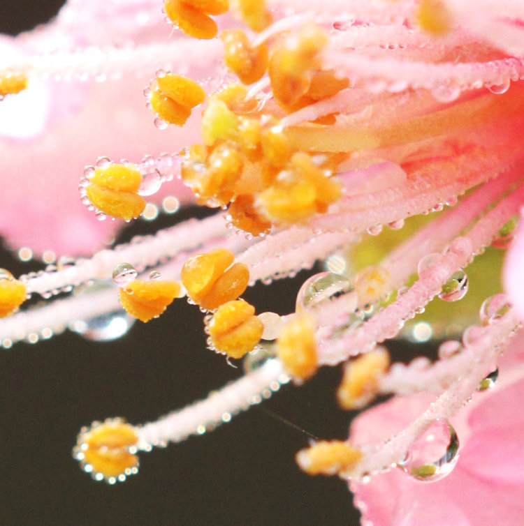 tight closeup of wet almond blossom