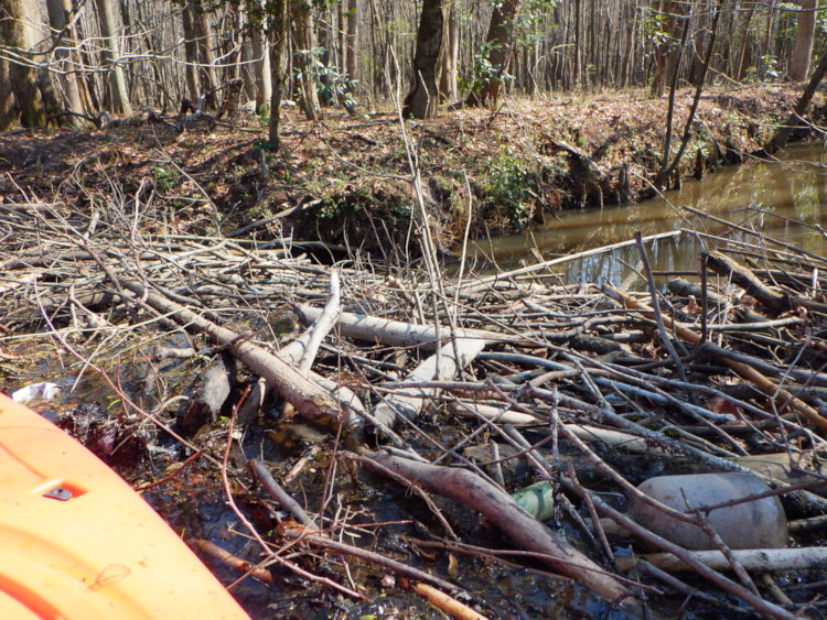 large beaver dam at edge of The Bayou with better than a meter draft, taken from a kayak