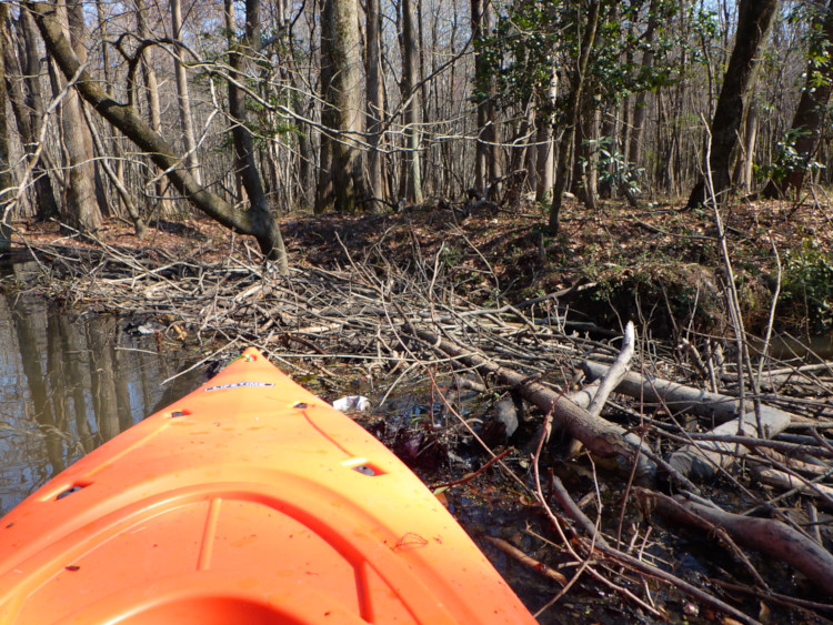 large beaver dam past bow of kayak, giving some indication of length