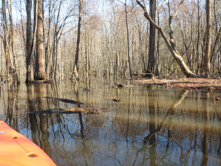 flood plain caused by large beaver dam