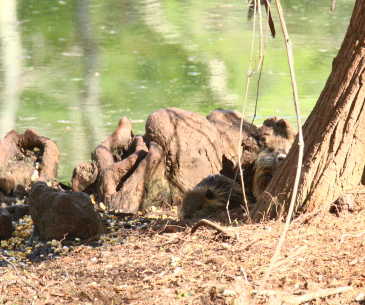 pair of very young nutrias Myocastor coypus scarfing corn at pond edge