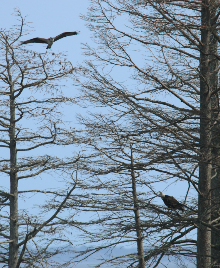 osprey Pandion haliaetus harassing bald eagle Haliaeetus leucocephalus in trees on Lake Mattamuskeet, NC