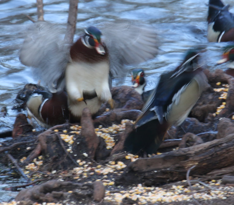 male wood ducks Aix sponsa blurring in slow shutter speed in fading light