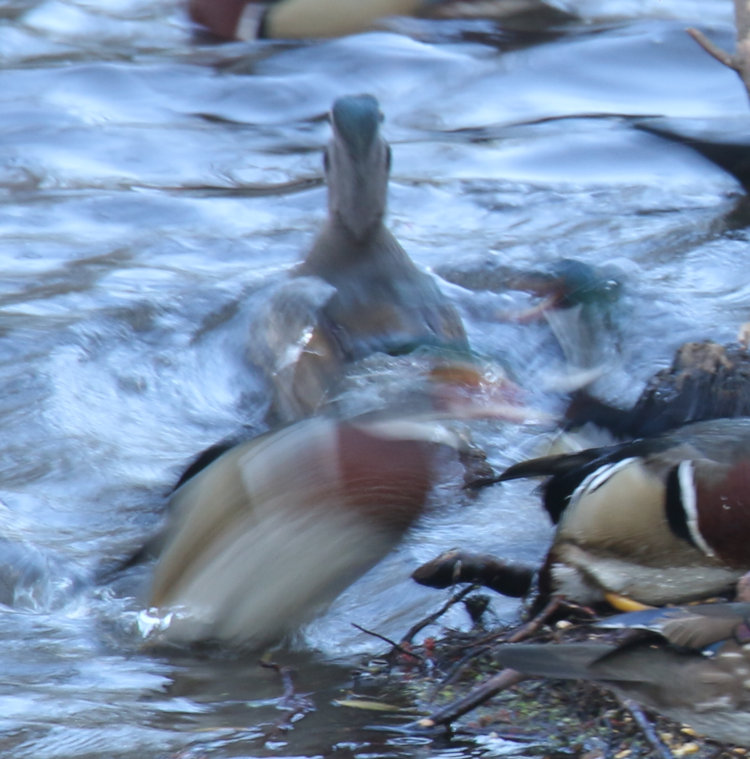 male and female wood ducks Aix sponsa blurring due to slow shutter speed in fading light