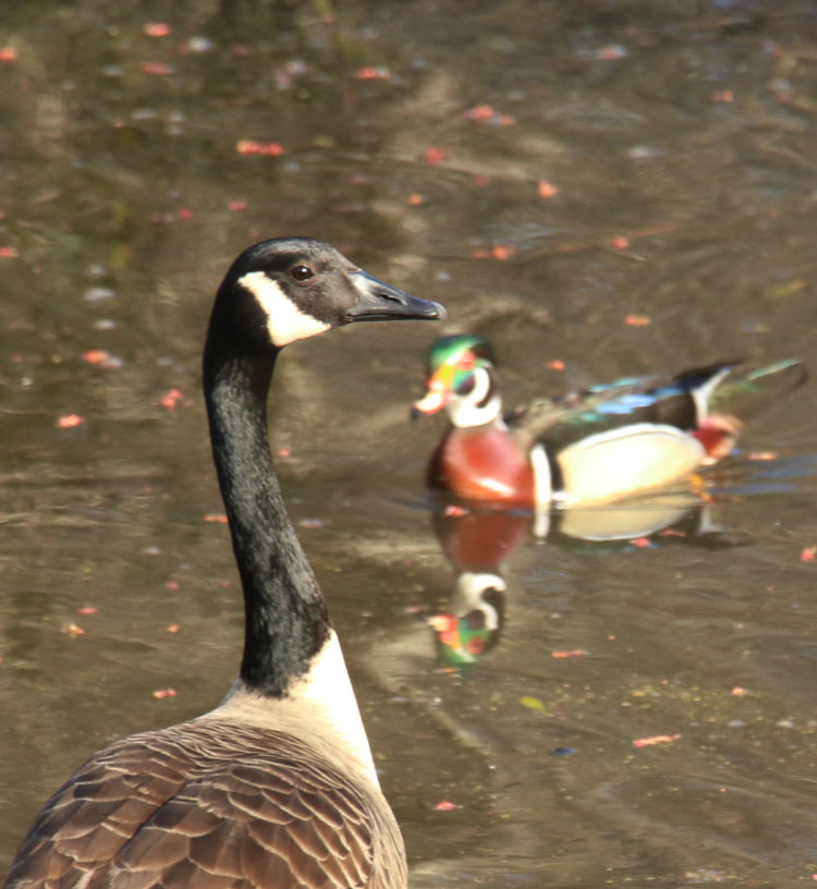 Canada goose Branta canadensis and male wood duck Aix sponsa in combined portrait