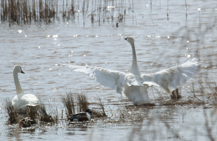 tundra swan Cygnus columbianus flapping energetically while another looks on, flood plain, Mattamuskeet NWR
