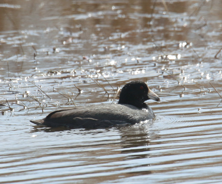 American coot Fulica americana on flood plain in Mattamuskeet NWR