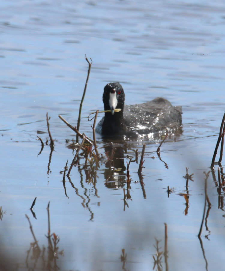 American coot Fulica americana with aquatic plant in beak, flood plain in Mattamuskeet NWR