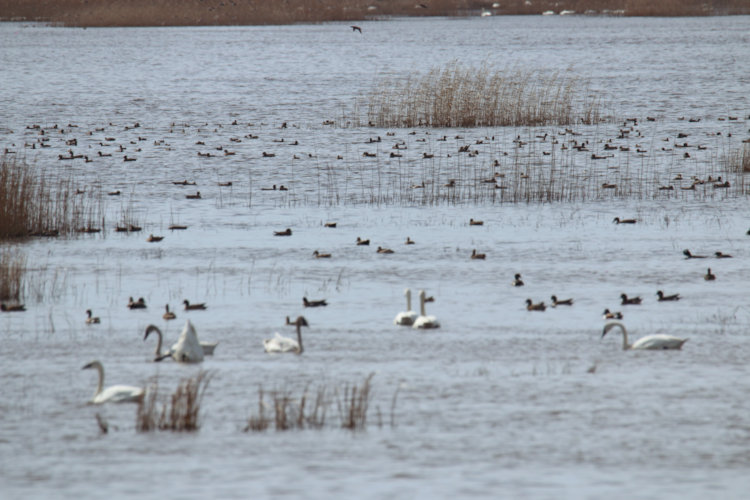 variety of waterfowl in flood plains of Mattamuskeet NWR