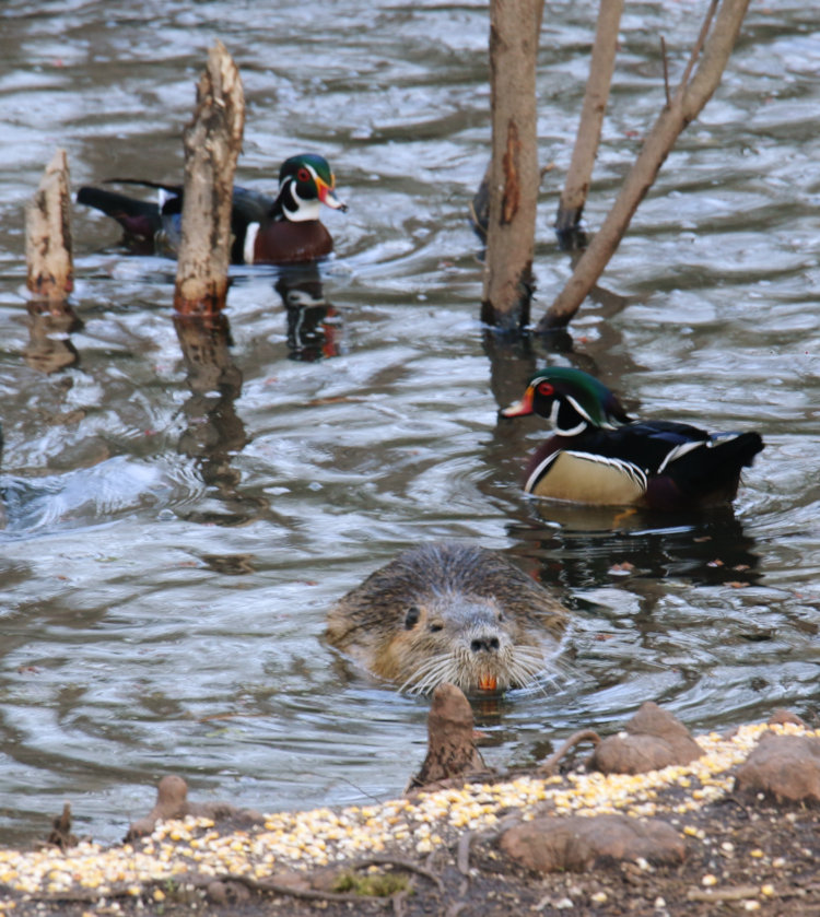 nutria Myocastor coypus feeding on corn near pond edge while two male wood ducks Aix sponsa wait anxiously