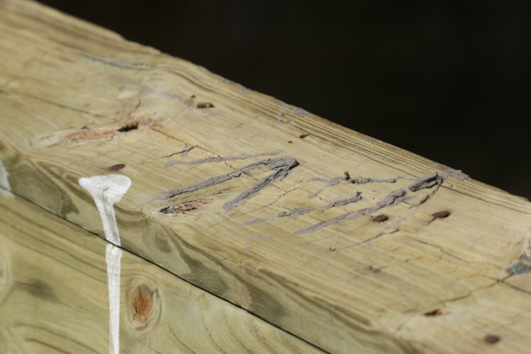 muddy footprints and dropping on railing in Mattamuskeet NWR, likely from great blue heron Ardea herodias