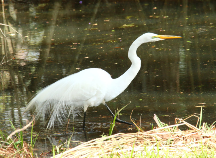 great egret Ardea alba on edge of The Bay showing breeding plumage aigrettes