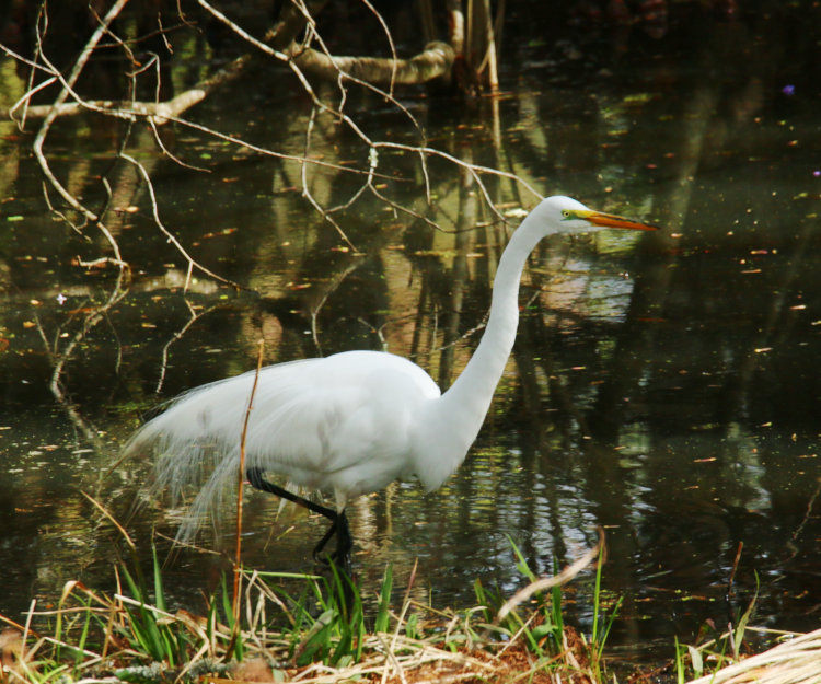 great egret Ardea alba stalking on edge of The Bay