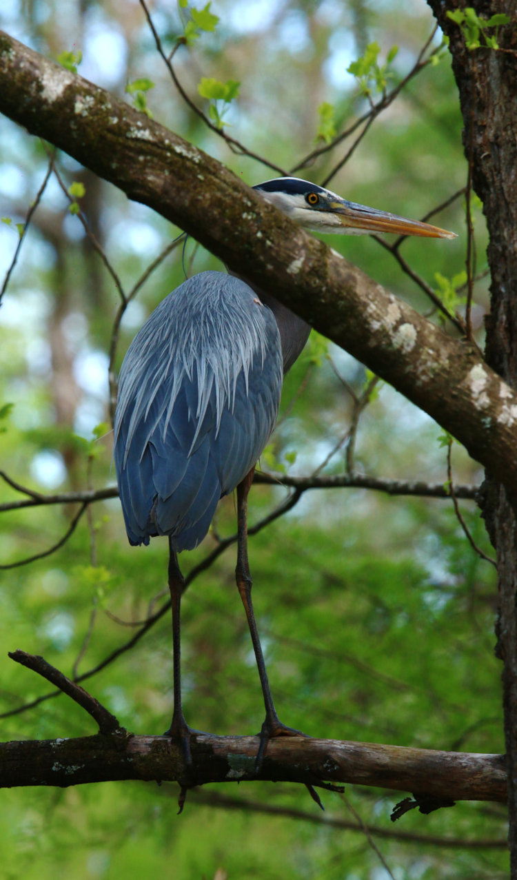 great blue heron Ardea herodias in tree right off back deck