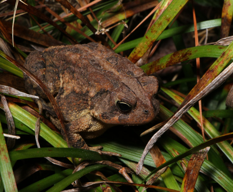 large southern toad Anaxyrus terrestris venturing out for evening on liriope