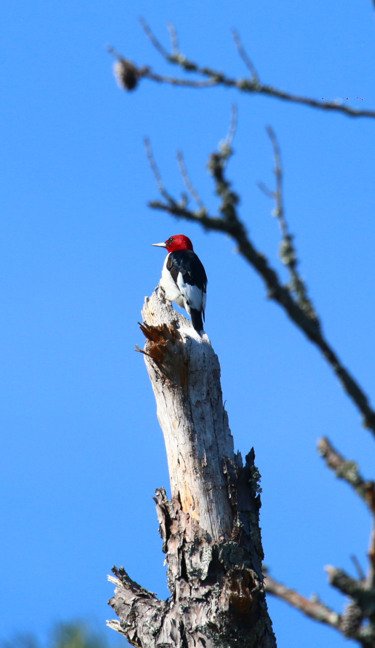 red-headed woodpecker Melanerpes erythrocephalus on top of dead snag in Goose Creek state Park