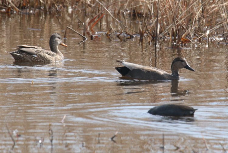 female and male gadwalls Mareca strepera in channel in Mattamuskeet NWR