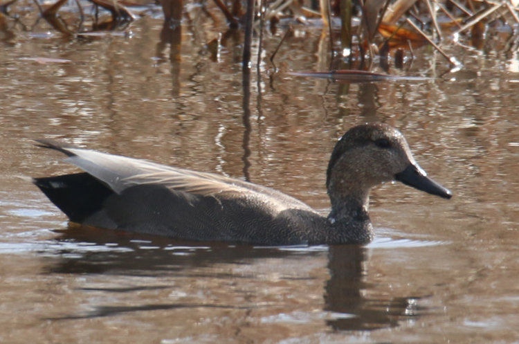 male gadwall Mareca strepera in channel in Mattamuskeet NWR