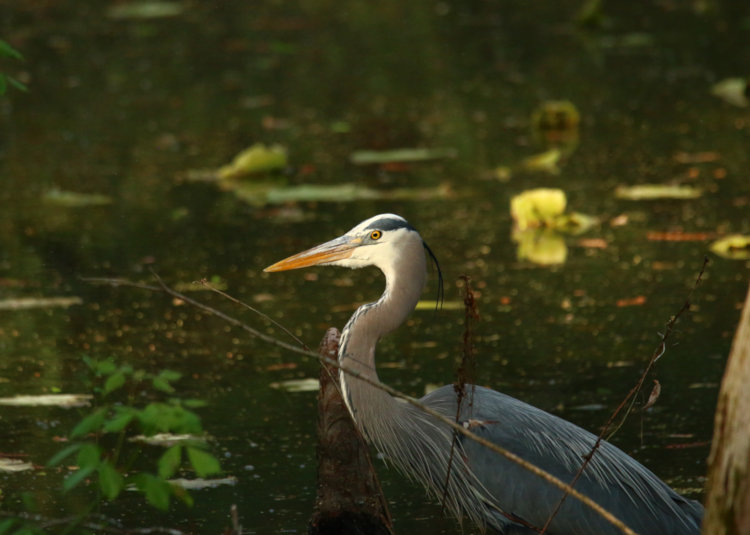 profile of great blue heron Ardea herodias in softening light