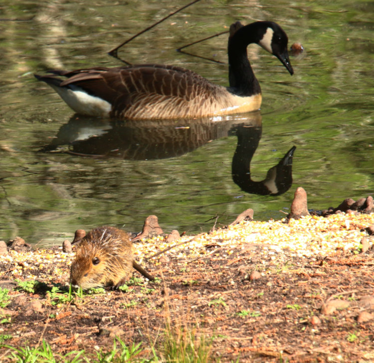 very young nutria Myocastor coypus in yard seeking food while Canada goose Branta canadensis passes on pond in background