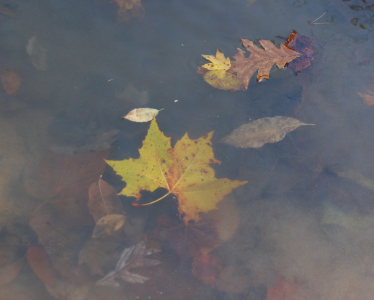 very muted colors of submerged autumn leaves