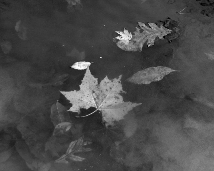 muted submerged leaves in monochrome and increased contrast