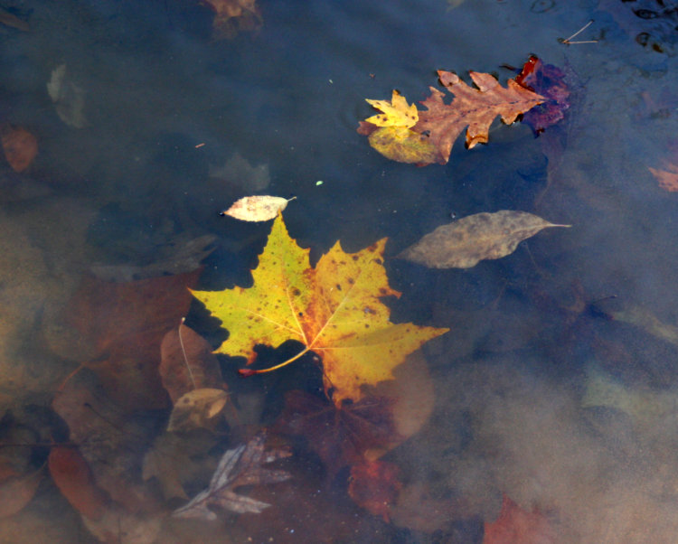 muted submerged leaves in heightened contrast and range but still dark