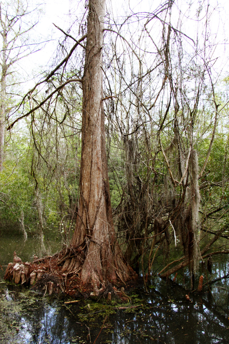 bald cypress Taxodium distichum with vines and Spanish moss Tillandsia usneoides, in overcast light