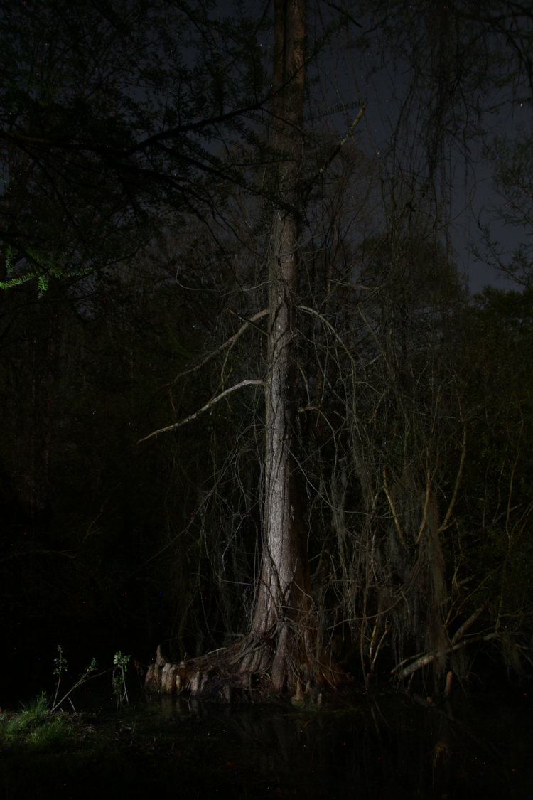bald cypress Taxodium distichum with vines and Spanish moss Tillandsia usneoides, by glow of headlamp