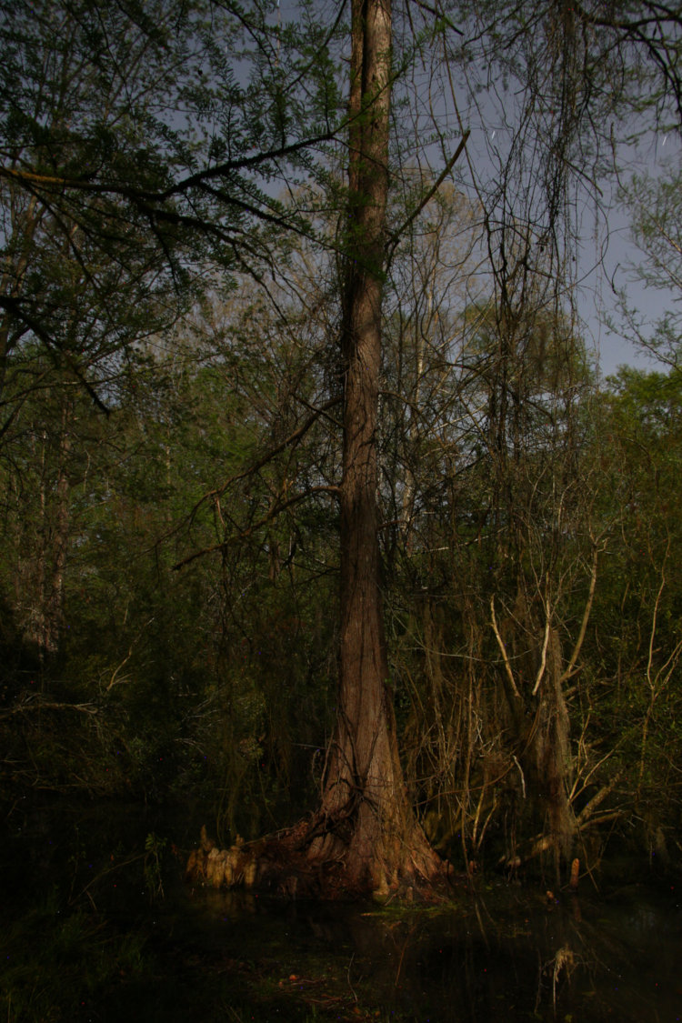 bald cypress Taxodium distichum with vines and Spanish moss Tillandsia usneoides, by moonlight