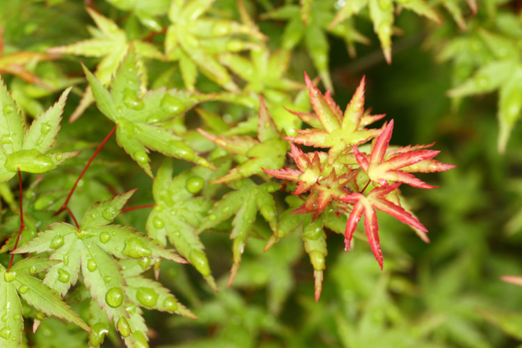 potted Japanese maple flourishing outside the greenhouse