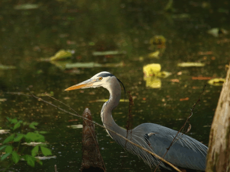 animation of two frames of great blue heron Ardea herodias showing steady head while walking forward