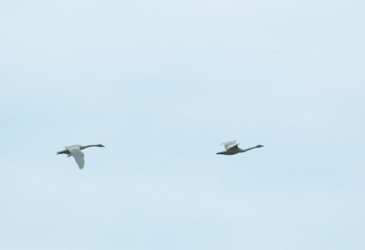 pair of tundra swans Cygnus columbianus in flight in distance