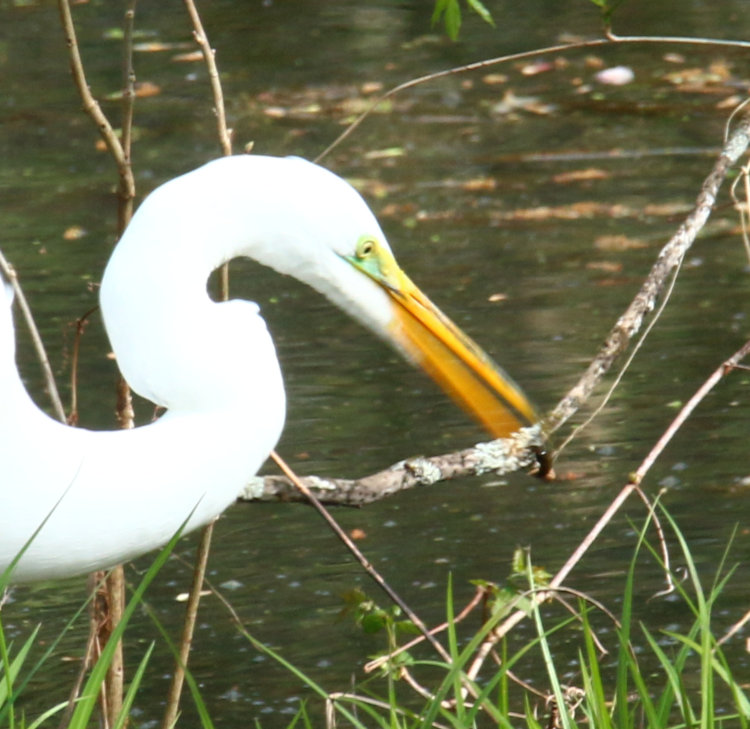 great egret Ardea alba juggling minuscule capture