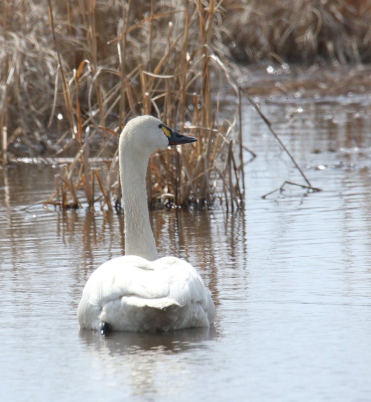 solitary tundra swan Cygnus columbianus seen from the back, flood plain in Mattamuskeet NWR