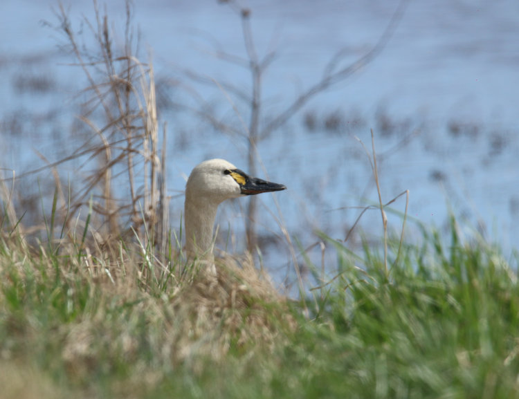tundra swan Cygnus columbianus peering from tall grasses alongside wildlife drive, Mattamuskeet NWR