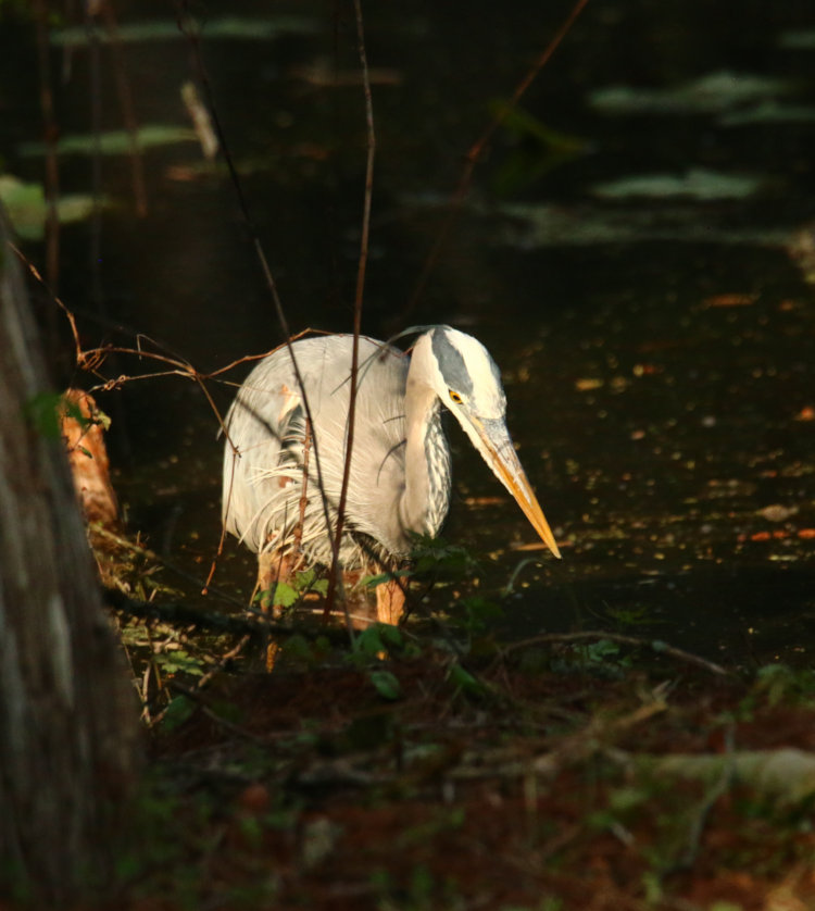 great blue heron Ardea herodias hunting at edge of pond