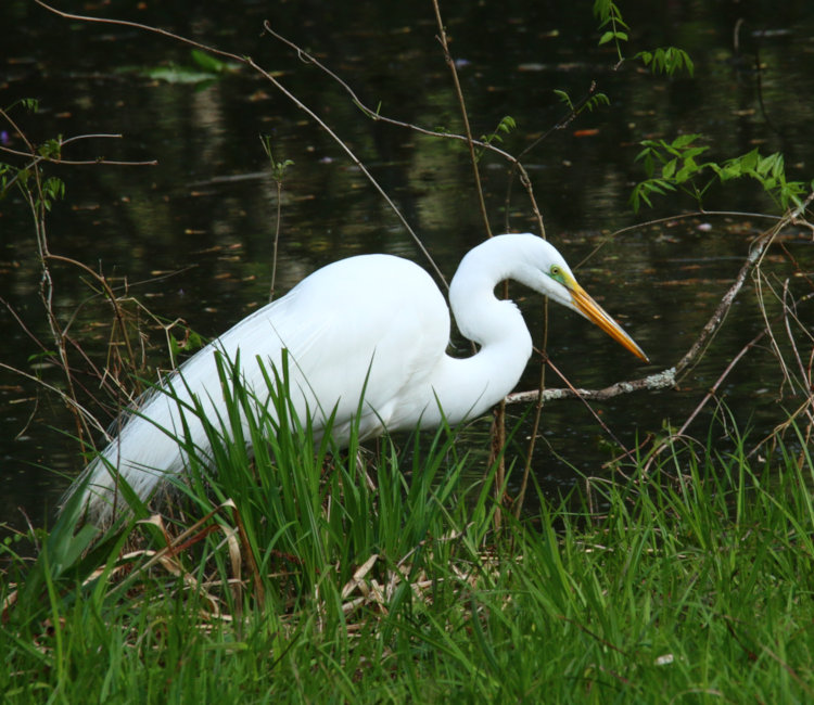 great egret Ardea alba in nice pose on edge of The Bay