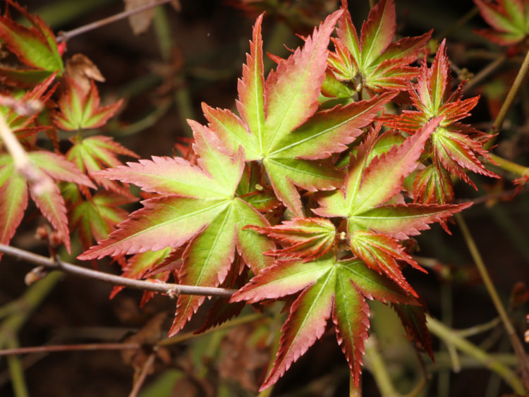 potted Japanese maple tree in greenhouse leafing out in beginning of February