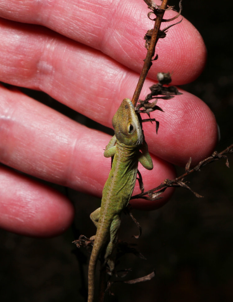 small juvenile Carolina anole Anolis carolinensis sleeping vertically on weed with fingertips for scale